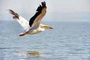Pelican at Tana lake. Ethiopia.