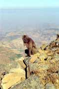 Gelada baboon. Simien mountains. North,  Ethiopia.