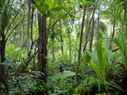 Rainforest. National park Cahuita. Costa Rica.