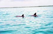 Delphins, Caye Caulker. Belize.