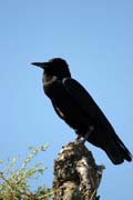 Raven. Ethiopia.