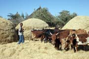 Grain preparation, south of Addis Abbeba. Ethiopia.