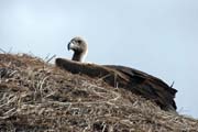 Young Vulture on the roof of the house, south of Addis Abbeba. South,  Ethiopia.