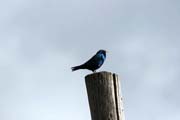 Blue Starling. South,  Ethiopia.