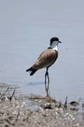 Spur-winged Lapwing (Vanellus spinosus), Ziway lake. South,  Ethiopia.