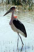 Marabou stork (Leptoptilos crumeniferus), Ziway lake. Ethiopia.