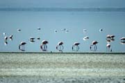 Greater Flamingos (Phoenicopterus ruber), Abiata lake. Ethiopia.