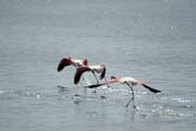 Greater Flamingos (Phoenicopterus ruber), Shala lake. Ethiopia.