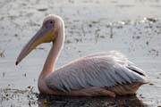 Pink-backed Pelican (Pelecanus rufescens), Shala lake. Ethiopia.