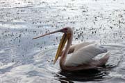Pink-backed Pelican (Pelecanus rufescens), Shala lake. South,  Ethiopia.