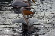 Pink-backed Pelican (Pelecanus rufescens), Shala lake. South,  Ethiopia.