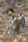 Monkey, Awasa lake. South,  Ethiopia.
