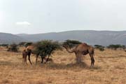 Camels on the way to Jinka. Ethiopia.