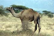 Camel on the way to Jinka. Ethiopia.