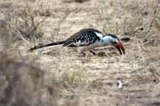 Redbilled Hornbill (Tockus erythrorhynchus), around Jinka. South,  Ethiopia.