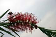 Bottlebrush flower, around Turmi. South,  Ethiopia.