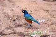 Superb Starling (Lamprotornis superbus). South,  Ethiopia.