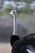 Ostrich, Murlle. Ethiopia.