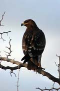 Tawny Eagle (Aquila rapax). Ethiopia.