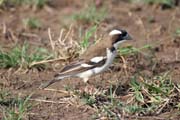 White-browed Sparrow-Weaver (Plocepasser mahali). Ethiopia.