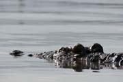 Crocodyle, Arba Minch. South,  Ethiopia.