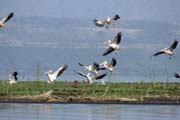 Pink-backed Pelicans (Pelecanus rufescens), Arba Minch. South,  Ethiopia.