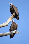 Hooded Vultures (Necrosyrtes monachus), Arba Minch area. Ethiopia.