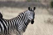 Zebra, Nechisar National Park. Ethiopia.