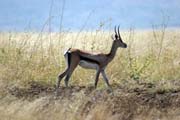 Impala, Nechisar National Park. Ethiopia.