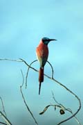 Carmine Bee-eater (Merops nubicus), Arba Minch area. Ethiopia.