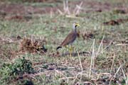 Wattled Lapwing (Vanellus senegallus), Arba Minch area. South, Ethiopia.