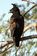 Long-crested Eagle (Spizaetus occipitalis), Arba Minch area. Ethiopia.