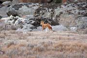 Ethiopian wolf. Bale Mountain National Park. South,  Ethiopia.