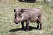 Warthog. Bale Mountain National Park. Ethiopia.