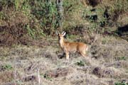 Bohor reedbuck. Bale Mountain National Park. Ethiopia.