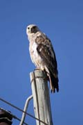 Little Sparrowhawk  (Accipiter minullus). South,  Ethiopia.