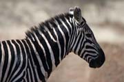Zebra, Nechisar NP. Ethiopia.