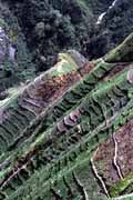Sweet potato fields are also found in steep hills. South part of Baliem Valley. Indonesia.