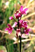 Small orchid. Indonesia.
