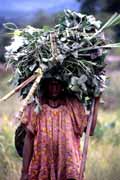 Woman returning from field. Papua,  Indonesia.