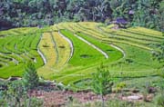 Ricefields along way from Mamasa to Rantepao. Tana Toraja area. Sulawesi, Indonesia.