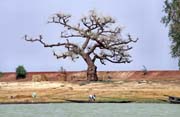 Baobab on the bank of Niger river. Mali.