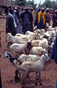 Goats selling, Djenn city. Mali.