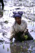 Working at rice field near Bukittingi. Sumatra,  Indonesia.