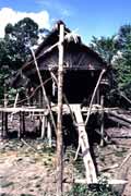 Traditional mentawai house. Siberut island. Sumatra,  Indonesia.