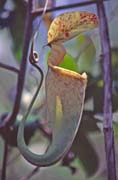 Meat eating flower at Bako national park. Sarawak,  Malaysia.