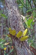 Parasite on the tree. Bako national park. Malaysia.