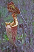 Meat eating flower at Bako national park. Sarawak,  Malaysia.