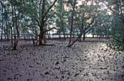 Mangroves. Bako national park. Malaysia.