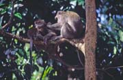 Monkey. Bako national park. Malaysia.